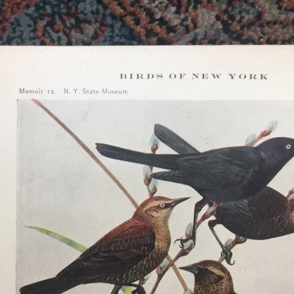 Antique 1913 Blackbird Original Print black bird - Picture 10 of 16